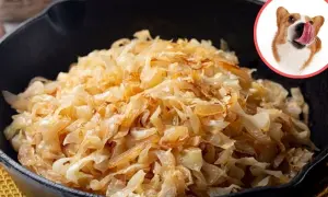 Czy pies może jeść kiszoną kapustę? Na zdjęciu widzimy porcję kiszonej kapusty w żeliwnej patelni i ciekawskiego corgi oblizującego się na jej widok.
