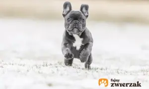 Mały buldog francuski blue biegnie przez śnieg, z radością odkrywając zimowy świat.