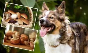 Czy pies może jeść pieczarki smażone? Na zdjęciu pies obok koszyka z grzybami i pieczarek na desce.