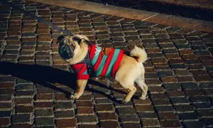 Mops w sweterku w paski na brukowanej ścieżce.