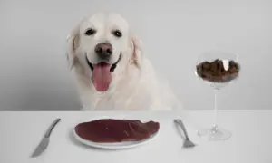 Uśmiechnięty pies rasy golden retriever czeka na swoją porcję gotowanej wątróbki dla psa. Na stole talerz z mięsem, sztućce i kieliszek z karmą.