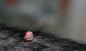 Widoczna kurzajka u psa, różowa, z włoskami wyrastającymi z jej powierzchni, na tle ciemnej sierści.