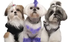 Trzy shih tzu suczki w stylowych ubrankach i fryzurach. Jedna ma fioletowy irokez i łapki, druga czarną bluzę, trzecia pasiasty sweterek.