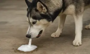 Husky pies wymiotuje białą pianą. Wygląda na to, że coś mu zaszkodziło.