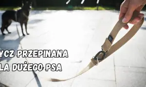 Wytrzymała smycz dla psa dużego, gotowa na wspólne przygody. Solidne wykonanie i wygodny uchwyt.