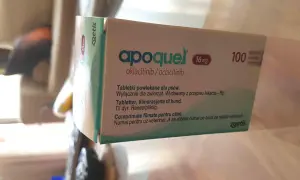 Opakowanie leku Apoquel 16 mg dla psów, zawierające 100 tabletek. Pomaga ulżyć zwierzętom w swędzeniu.