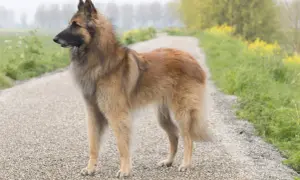 Owczarek belgijski Tervuren, z jego charakterystycznym, czujnym spojrzeniem, stoi na żwirowej ścieżce wśród zieleni i żółtych kwiatów.