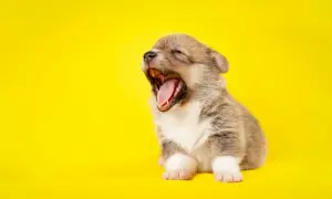 Mały szczeniak corgi ziewa szeroko na żółtym tle. Zastanawiasz się, dlaczego pies zieje? Może jest po prostu bardzo śpiący!