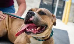 Uśmiechnięty pit bull red nose z językiem na wierzchu, głaskany przez człowieka.