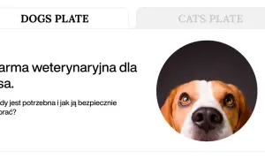 Uroczy piesek patrzy z zaciekawieniem na karmę weterynaryjną dla psa. Dowiedz się, kiedy jest potrzebna i jak ją bezpiecznie dobrać.