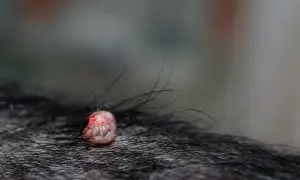 Widoczny brodawczak u psa, różowy, z włoskami wyrastającymi z jego powierzchni, na tle ciemnej sierści.