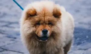 Pies jak miś, puszysty chow chow na spacerze. Jaka to rasa?