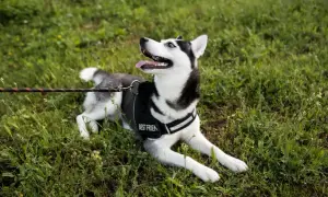 Husky w czarnych szelkach z napisem "BEST FRIEND" leży na trawie, gotowy na spacer.