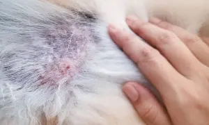Skóra psa z zaczerwienieniem i wypryskiem, przypominającym pryszcza. Dłoń delikatnie dotyka sierści.