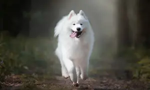 Radosny samoyed biegnie przez las. Jego białe futro lśni w słońcu, a uśmiech sugeruje, że wady i zalety tej rasy nie przeszkadzają mu w cieszeniu się życiem.