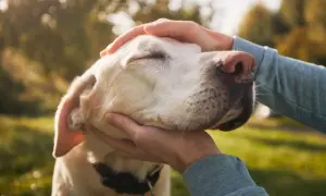 Delikatne głaskanie labradora, który powoli odchodzi. Ostatnie chwile miłości i spokoju.