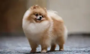 Uroczy pomeranian, którego cena może Cię zaskoczyć. Ten puszysty piesek czeka na nowy dom.