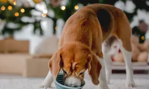 Beagle zajada się posiłkiem, dbając o prawidłowe żywienie psów. W tle choinka i prezenty.