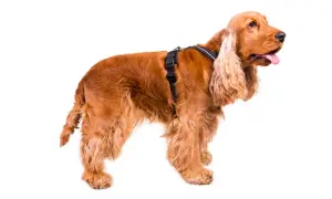 Rudy cocker spaniel w czarnych szelkach, gotowy na spacer.