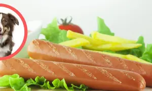 Czy pies może jeść parówki? Na zdjęciu pies obok parówek i frytek.