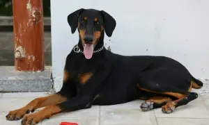 Elegancki doberman leży na płytkach, obok czerwona zabawka. Zastanawiasz się nad doberman cena?