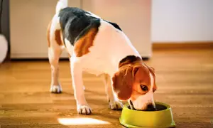 Beagle je z miskami, ale czy pies może jeść kminek? To pytanie nurtuje wielu właścicieli czworonogów.