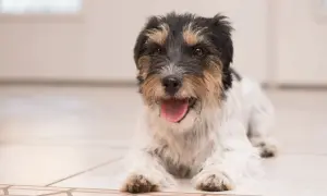 Mały, kudłaty piesek leży na podłodze, ciężko oddycha, dysząc z otwartym pyszczkiem i wystawionym językiem.