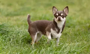 Uroczy chihuahua w brązowo-białe łaty, stojący na zielonej trawie. Poznaj wady i zalety tej rasy.