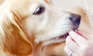 Złoty retriever zjada coś z ręki, zastanawiasz się, czy pies może jeść suszoną morwę białą?