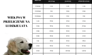 Tabela porównuje wiek psa w ludzkich latach, pokazując jak szybko rośnie golden retriever.