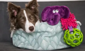 Uroczy border collie w koszu pełnym zabawek: fioletowy słoń, piłka i inne akcesoria dla psa. Idealne zabawki dla border collie.