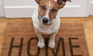 Uroczy piesek czeka przy drzwiach na swoją rodzinę zastępczą. Wita go wycieraczka z napisem "HOME".