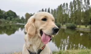Dorosły golden retriever z językiem na wierzchu, siedzący nad jeziorem w słoneczny dzień.
