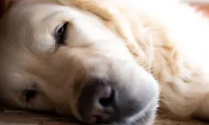 Jak umiera golden retriever - najczęstsze przyczyny i objawy śmierci