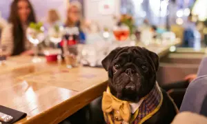Czarny mops w muszce i kamizelce siedzi przy stole w restauracji, gdzie jedzą psy.