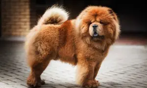 Puszysty chow chow o rudym futrze, z charakterystycznym "lwią" grzywą i zawiniętym ogonem, prezentuje swój majestatyczny chow chow charakter.