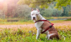 Amstaff red nose w czerwonej uprzęży siedzi na trawie w jesiennym parku.