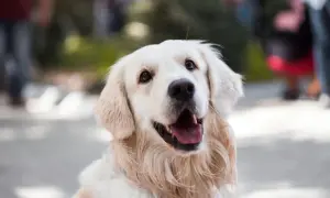 Uśmiechnięty golden retriever z bujnymi, złotymi włosami, które falują na wietrze.