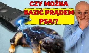 Jak działa obroża elektryczna? Prawda o jej skuteczności i ryzyku