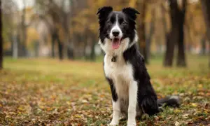 Piękny border collie brązowy siedzi w jesiennym parku, otoczony opadłymi liśćmi.