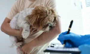 Mały piesek w ramionach właściciela, weterynarz w niebieskich rękawiczkach spisuje dane. Safe-animal rejestracja cena.