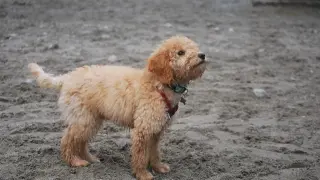 Uroczy goldendoodle mini na piaszczystym podłożu, z zaciekawieniem spogląda w bok.