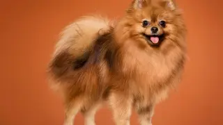 Puszysty piesek, prawdopodobnie **husky pomeranian mix**, z rudym futrem i wesołym uśmiechem, pozuje na pomarańczowym tle.