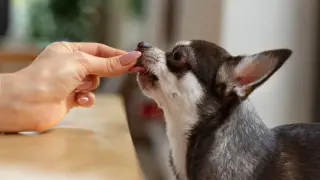 Chihuahua zjada smakołyk z ręki. Warto pamiętać o prawidłowym meloksykam dla psa dawkowanie.