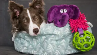 Uroczy border collie w koszu pełnym zabawek: fioletowy słoń, piłka i inne akcesoria dla psa. Idealne zabawki dla border collie.