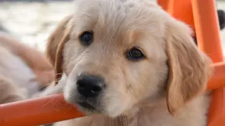 Słodki, mały golden retriever z błyszczącymi oczami opiera pyszczek na pomarańczowej rurce.