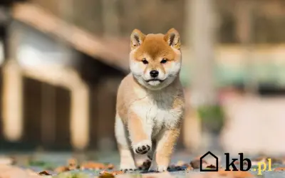 Uroczy szczeniak rasy Shiba Inu biegnie pośród jesiennych liści. Zastanawiasz się, ile kosztuje shiba inu?