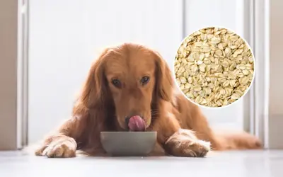 Złoty retriever liże miskę, zastanawiając się, czy pies może jeść płatki owsiane. Obok widać zbliżenie na płatki.
