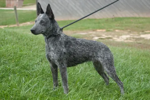 Piękny australian cattle dog na smyczy, gotowy do treningu. Zastanawiasz się nad australian cattle dog cena?