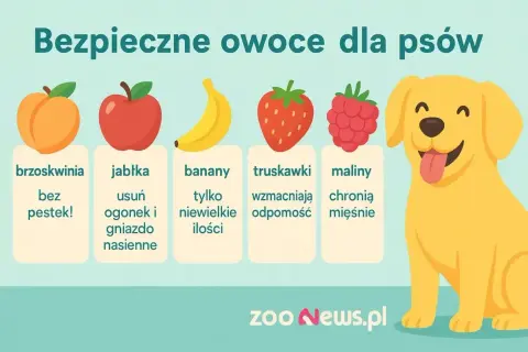 Bezpieczne owoce dla psów: brzoskwinie bez pestek, jabłka (bez gniazda nasiennego), banany (w małych ilościach), truskawki i maliny.